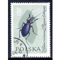 POLAND 1961, Insects - Violet Ground Beetle (Ca...