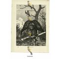 Eagle Owl, Book Illustration (Print), 1884