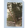 MA Concord Hemlocks ma_box2~803