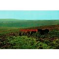 Exmoor, 5 Ponies, Somerset, Plastichrome Colour...