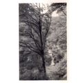 vintage photo of JESMOND DENE, NEWCASTLE ON TYN...