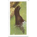 Wild Animals 1958 Horniman's Tea Card 34 - Sea ...