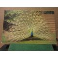 A PEACOCK, CRICKET ST. THOMAS WILD LIFE PARK, S...