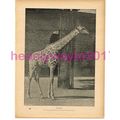 Giraffe, Victorian Natural History Book Illustr...