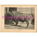 Bison, Victorian Natural History Book Illustrat...