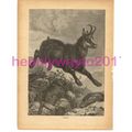 Chamois, Victorian Natural History Book Illustr...