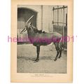Sable Antelope, Victorian Natural History Book ...