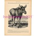 Elk, Victorian Natural History Book Illustratio...
