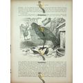 Common Raven, Natural History Book Illustration...