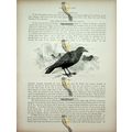 Common Rook, Natural History Book Illustration,...