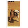 Dogs 1961 Hornimans Tea Card 29 - Bulldog