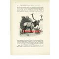 Wapiti, Animal Book Illustration (Print), c1916