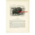 Musk Ox, Animal Book Illustration (Print), c1916
