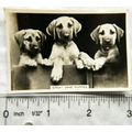 1939 Senior Service Dogs No. 39 Great Dane Puppies