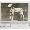 1939 Senior Service Dogs No. 42 Dalmatian
