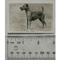 1939 Senior Service Dogs No. 40 Irish Terrier