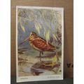 WOODCOCK by Winifred Austen used postcard by Va...