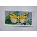 1958 Swettenham tea card Butterflies & Moths No...