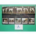 1991 DOGS. ( PAINTINGS BY GEORGE STUBBS ) PRESE...