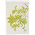 Margaret Stones Styrax Japonica Postcard unused...