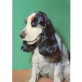 Postcard Spaniel dog