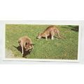 Lyons Tea card Australia No. 18 Wallabies