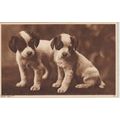 Two ( Jack Russell ) Puppies Dog Postcard (QAN0...