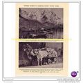 NORWEGAN FISHING FLEET & ITALIAN OXEN, BOOK ILL...