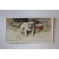 1925 John Player & Sons Dogs No. 4 Bulldog