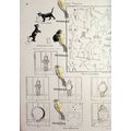 Victorian Humour For Children (1), Book Illustr...