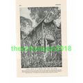 Grave of Borneo Chief, Malaysia, Book Illustrat...