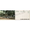 CT New London Postcard Williams Park ct_box4~1810