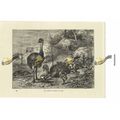 American Ostrich Or Rhea, Book Illustration (Pr...