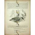 Green Woodpecker, Natural History Book Illustra...