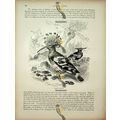 Common Hoopoe, Natural History Book Illustratio...