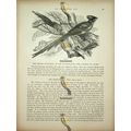 Colies, Natural History Book Illustration, 1896