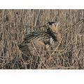 A Bittern RSPB Images Real Photograph D.Boucny