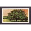 Brooke Bond Tea Card, Trees in Britain, no.27 C...