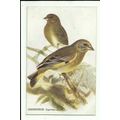 Birds GREENFINCH J.L. Bonhote Art Postcard (A. ...