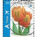 BELGIUM, FLOWER, Tulip Orange favourite, white ...