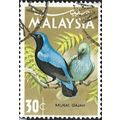 MALAYSIA, BIRD, Asian Fairy-bluebird, Irena pue...