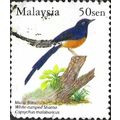 MALAYSIA, BIRD, White rumped Shama, Copsychus m...