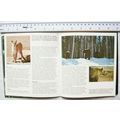 c1970s Yellowstone Wildlife