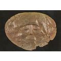 Gold Funeral Mask Mycenea King Greek Tombs Bron...