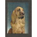 Postcard BLOODHOUND DOG J Arthur Dixon pets 1142