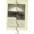 Evening On The Nile, Egypt, Book Illustration (...