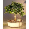 Flowering Parrot's Beak - Medium(gmelina philip...