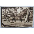 1950 postcard New Forest Ponies