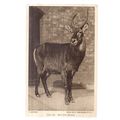 no 13. WATER-BUCK unused antique postcard by LO...