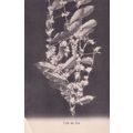 Coffee Found In Flowers Cafe En Flor Antique Fr...
